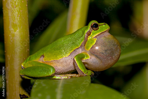 Croaking European tree frog