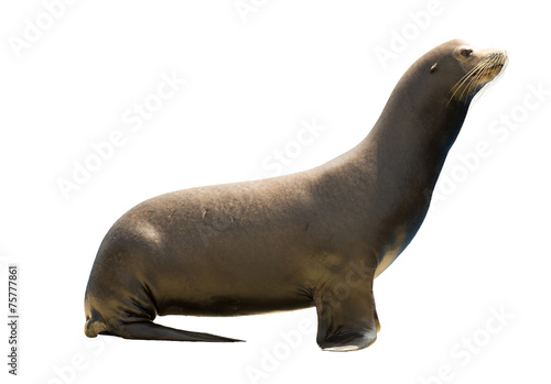 Earless seal