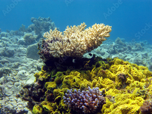 colorful coral reef in tropical sea , underwater