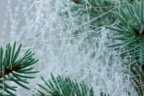 pine branch with spider web or cobweb with water drops after rain
