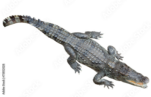 Siamese crocodile over white background