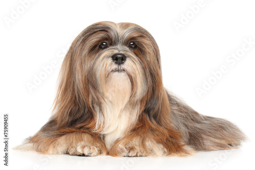 Lhasa Apso on a white background