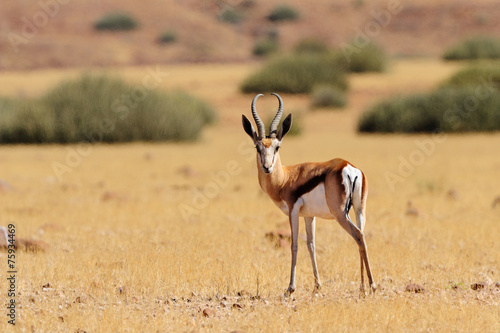 Lone springbok