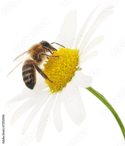 Honeybee and white flower
