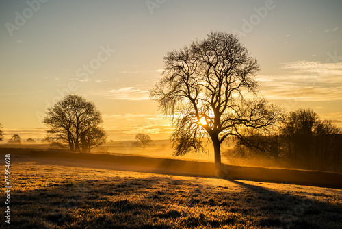 Sunrise in the fields cornwall, uk with tree silhouette