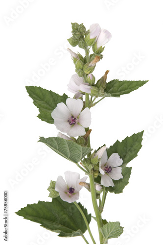 Eibisch; Althaea; Officinalis; Althaea;