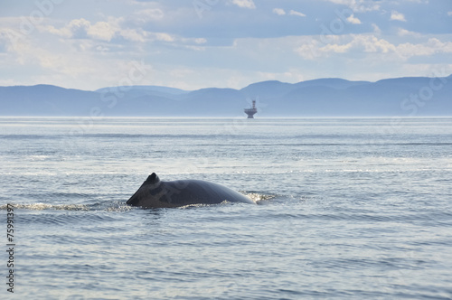 Fin whale, St Lawrence river, Quebec (Canada)