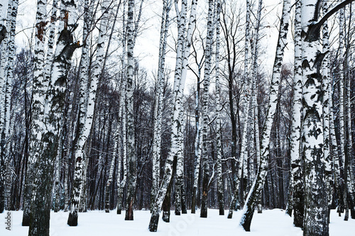 view of snowy birch forest in winter