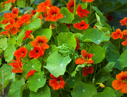 nasturtium