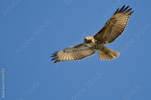 Red-Tailed Hawk Making Eye Contact As It Flys