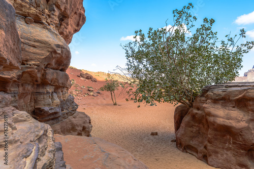 Tree in Wadi Rum desert, Jordan