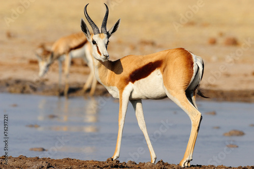 Springbok