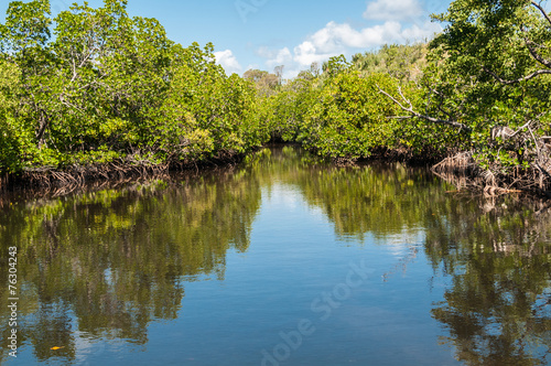 Mangrove.