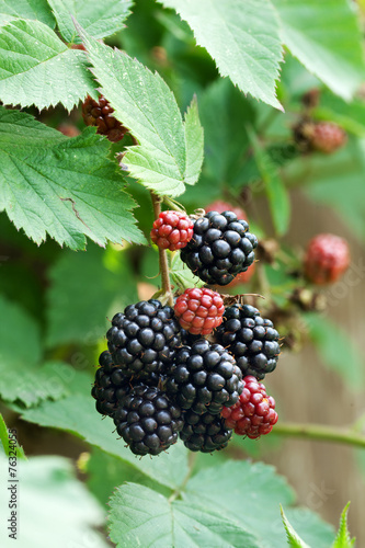 Dewberries on a shrub.