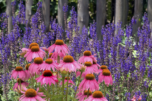 Steppen-Salbei; Salvia nemorosa, roter, Sonnenhut