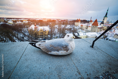Tallinn seagull