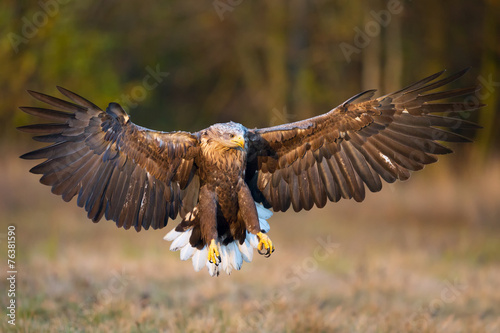 Aquila di mare