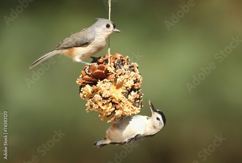 Birds On A Suet Feeder