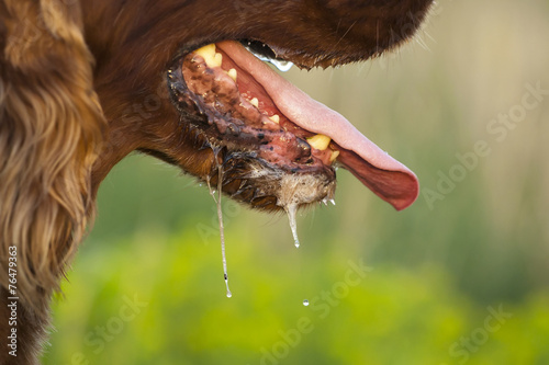 Drooling dog