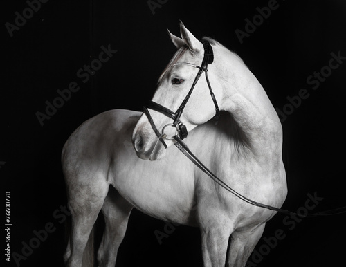 Holsteiner Pferd weiß vor schwarzem Hintergrund