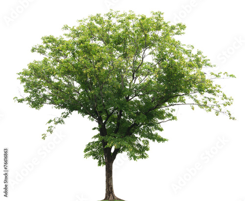 isolated tree