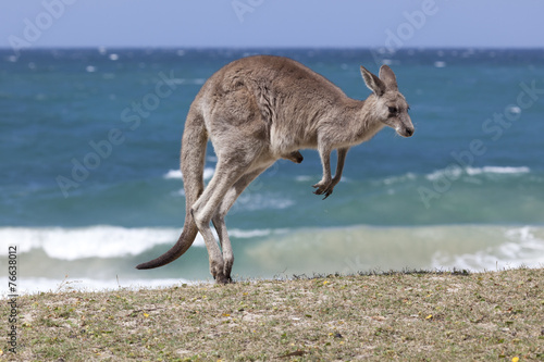 Jumping Red Kangaroo on the beach, Australia