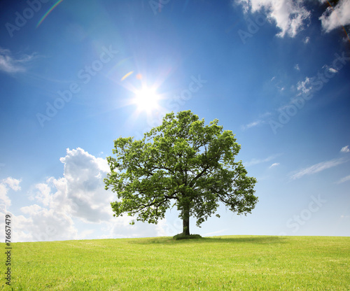 Baum auf dem Land