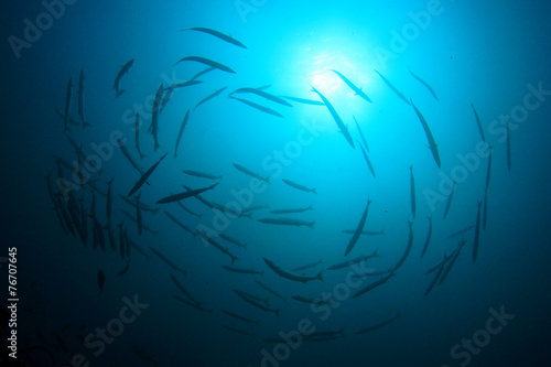 Silhouette fish school Barracuda