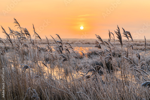 Hoar frost on reed in a winter landscape at sunset