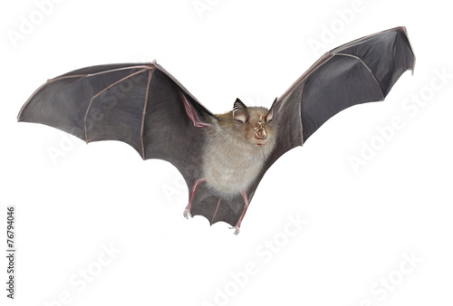 Horseshoe bat isolated