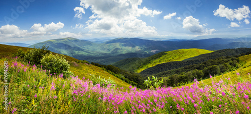 wild flowers on the mountain top
