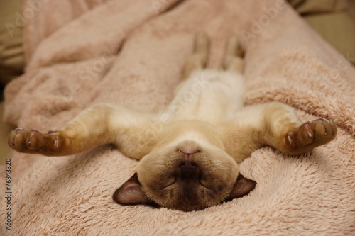 sleeping burmese cat