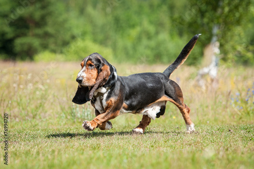 Basset hound dog running in summer
