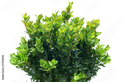 Buxus sempervirens