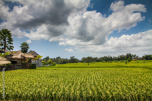 Wide green rice terraces - Bali, Indonesia