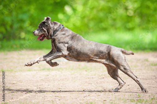 Cane corso dog running