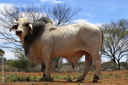 Braham cow