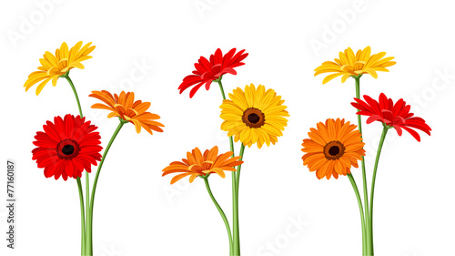 Gerbera flowers. Vector illustration.