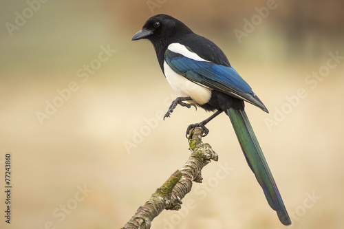 Magpie ( Pica pica ) perched on a branch