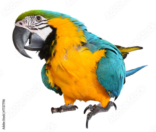 Blue and Gold Macaw