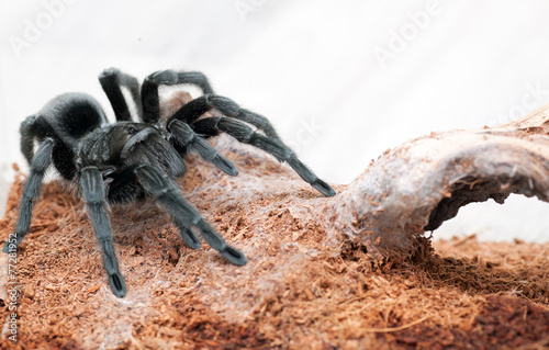 Grammostola pulchra