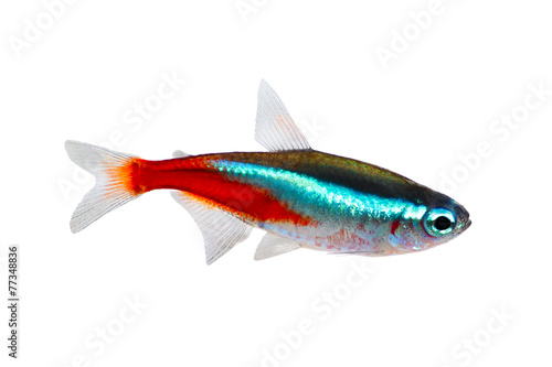 Neon Tetra Paracheirodon innesi freshwater fish isolated