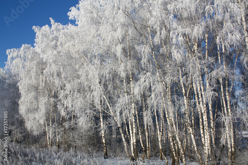 Snow-covered trees