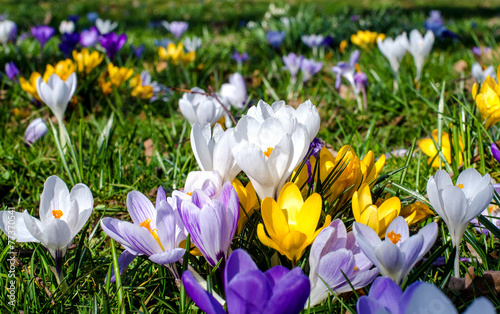 Frühlingserwachen mit bunter Krokus-Wiese :)