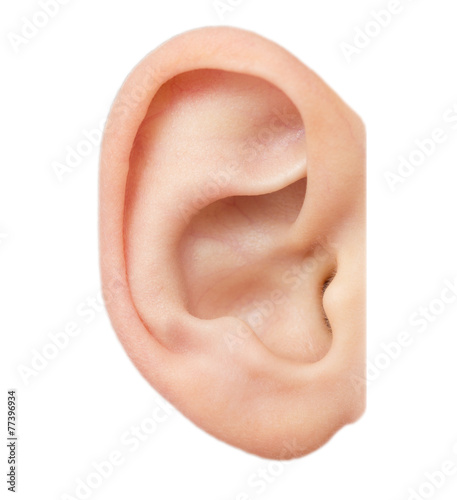 ear on a white background