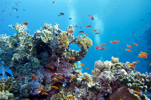 coral reef with hard corals and exotic fishes anthias