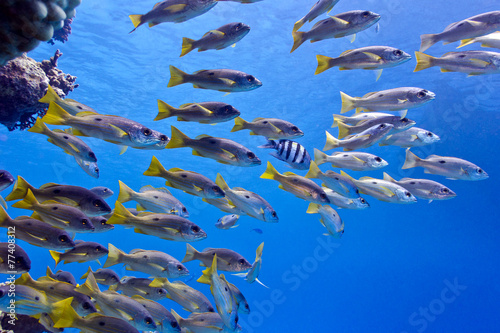 coral reef in tropical sea with shoal of goatfish - underwater