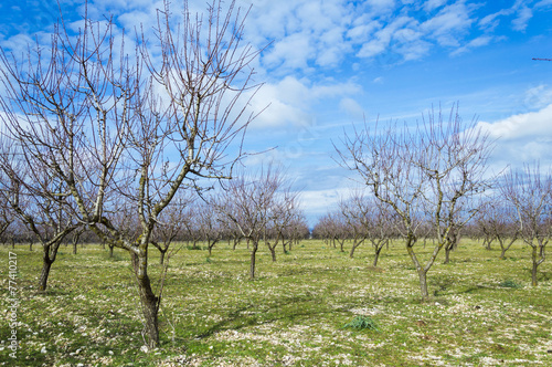 Campo di mandorli, Murgia, Puglia, Italia