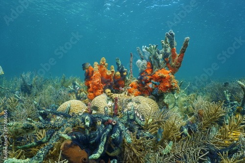 Caribbean coral reef underwater in Panama