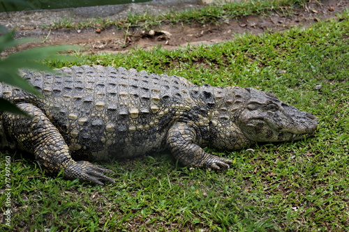 Jacar açu